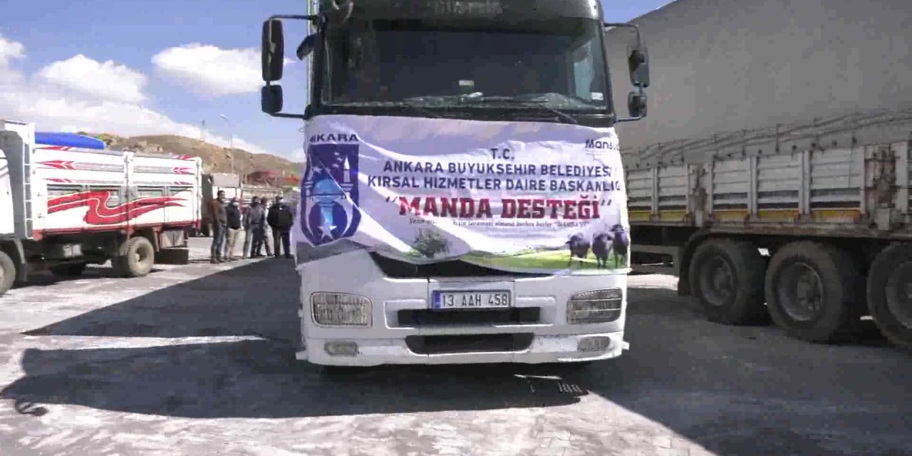 BAŞKENT’TE ET VE SÜT ÜRETİMİNİ ARTIRACAK DESTEK BAŞLADI: 3 İLÇEDE GEBE MANDA DAĞITIMI TAMAMLANDI