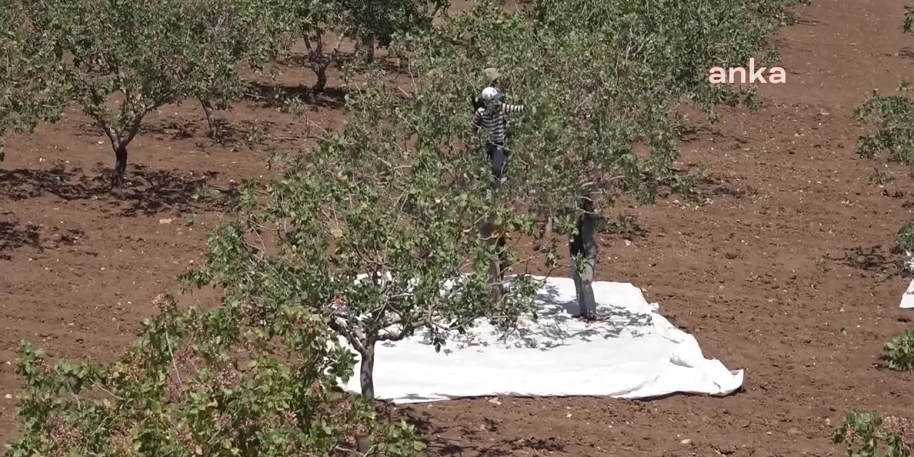 SİİRTLİ FISTIK ÜRETİCİSİ TABAN FİYAT İSTİYOR