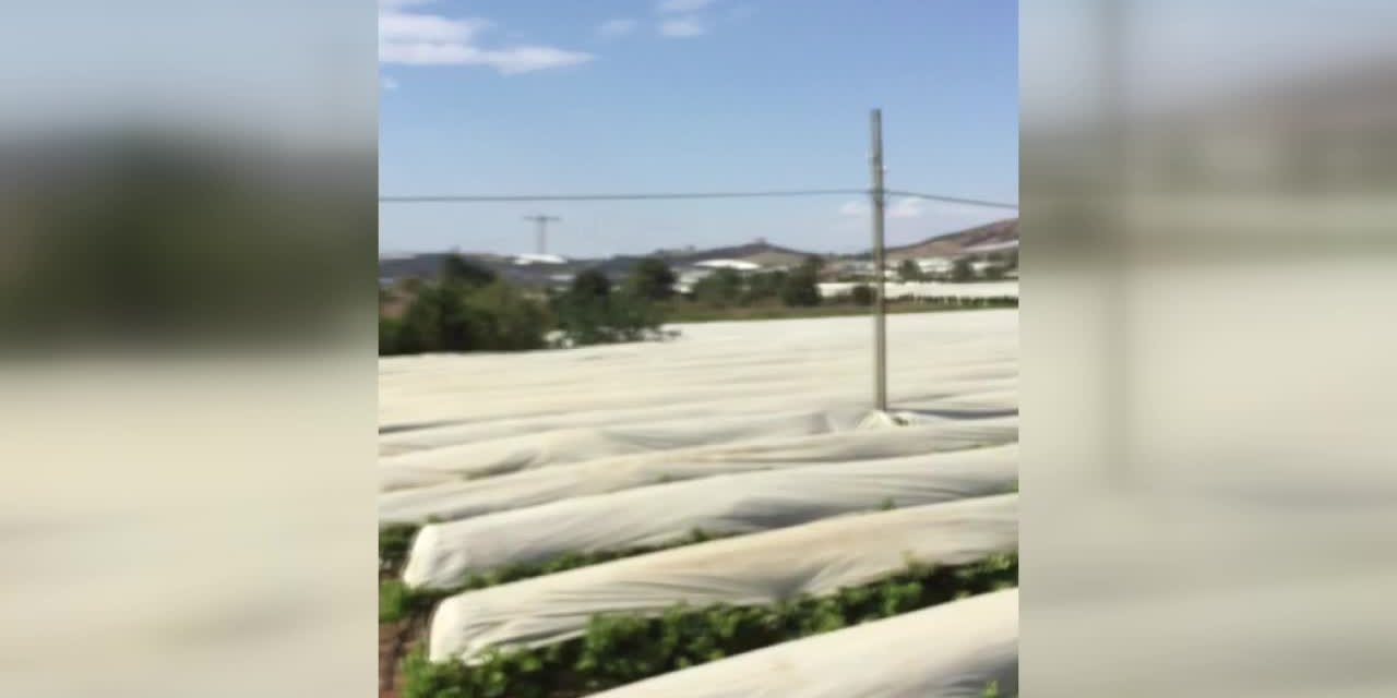 ÜZÜM ÜRETİCİLERİNİN JES İSYANI: "BİZİ DİRİ DİRİ MEZARA GÖMMEYİN"