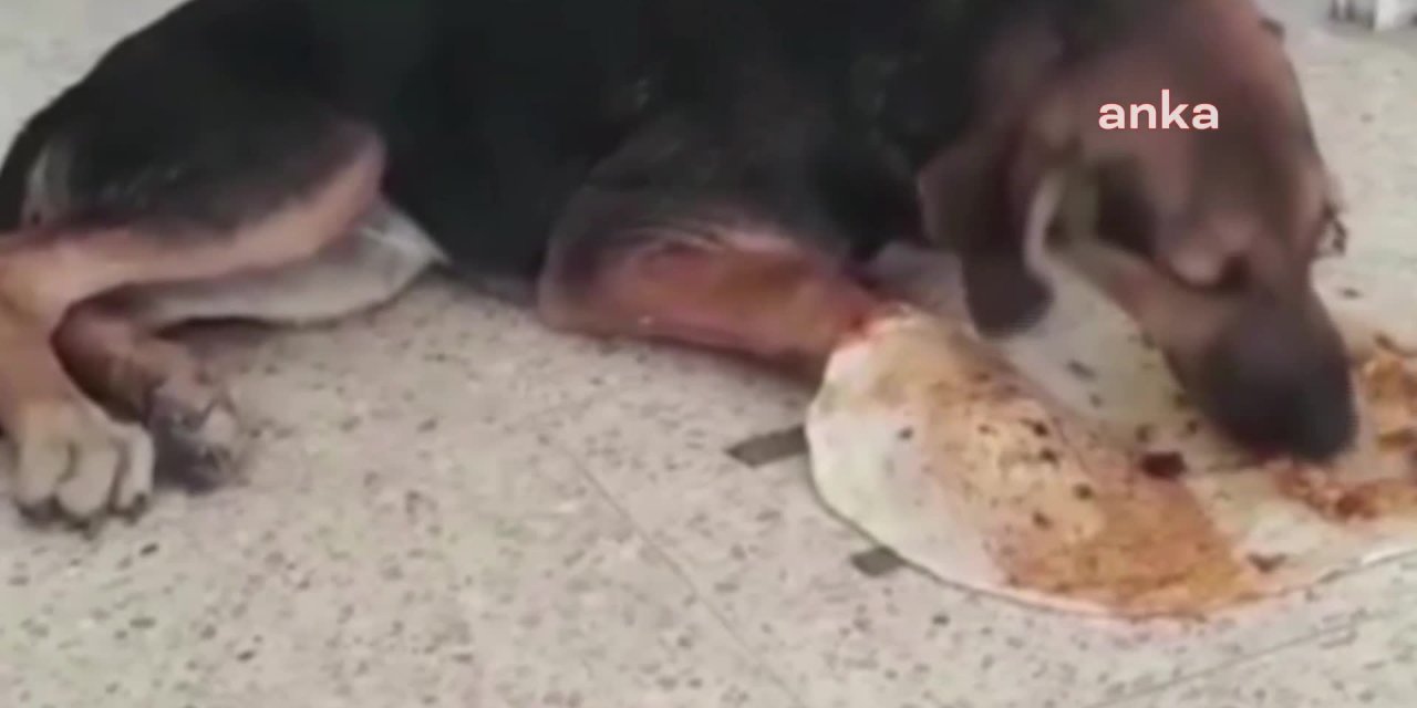YARALI KÖPEK VETERİNERİ KEBAP YİYEREK BEKLEDİ
