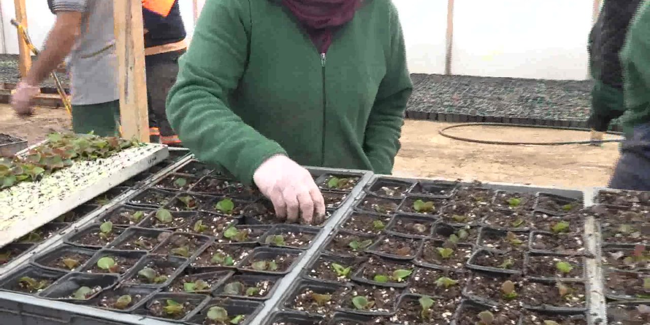 ÇANKAYA BELEDİYESİ'NDE ÇİÇEK SATIŞI