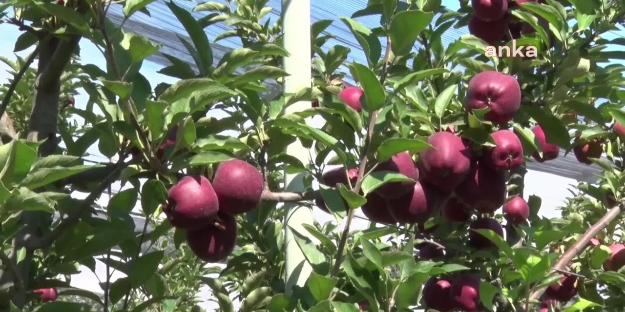 KAYSERİ’DE ELMA HASADI BAŞLADI