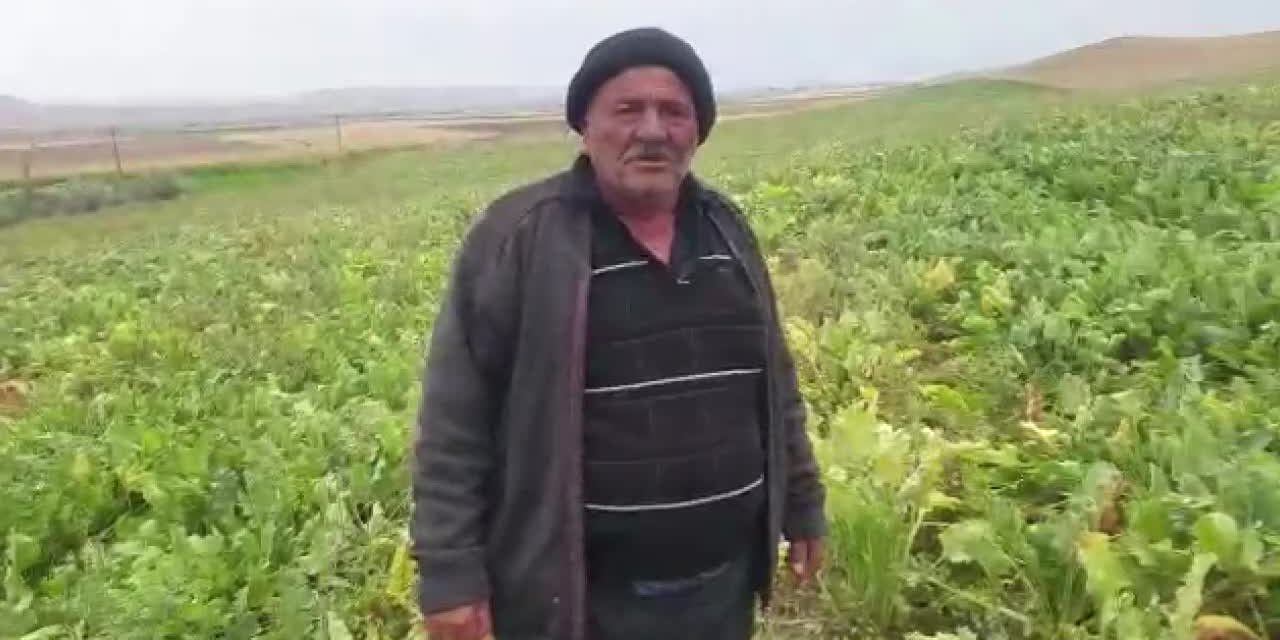 TRAKTÖRÜ HACZEDİLDİ, ŞEKERPANCARI TARLADA KALDI: "BEN NE YAPAYIM BU YAŞTAN SONRA?"