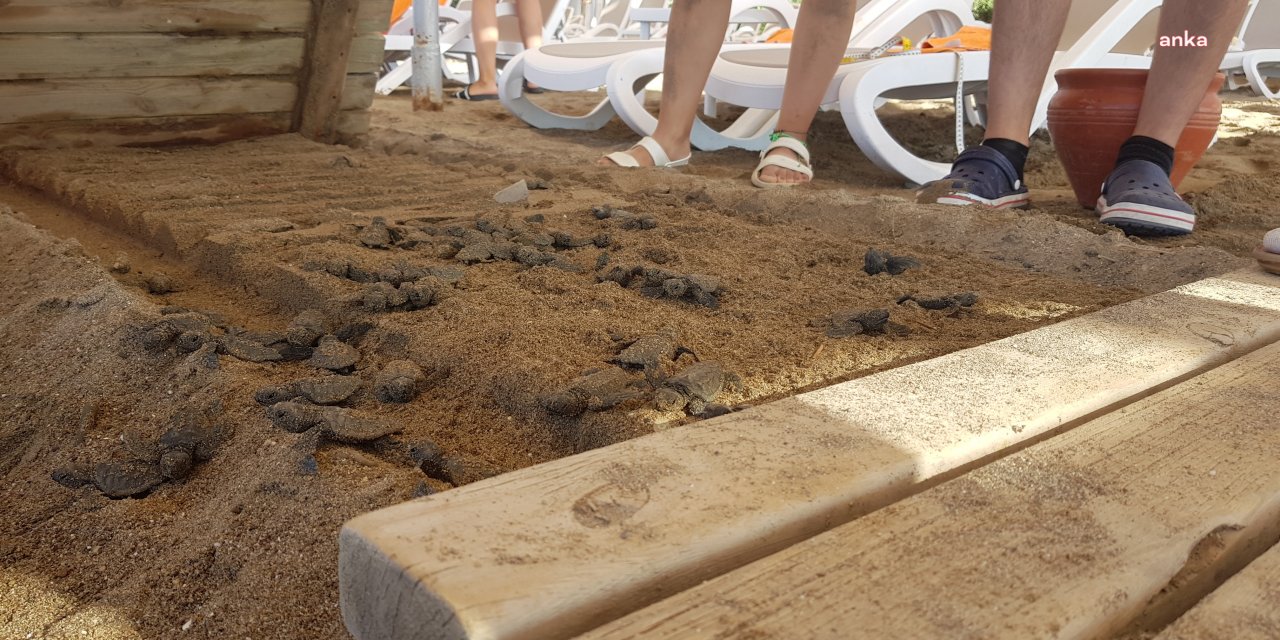 CARETTA CARETTALARIN KORUNMASI İÇİN SAHİLLERE ÇAM KAZIK ÇAKILACAK, KAFES KURULACAK: “YUVALAMA ALANLARI İNSAN BASKISI ALTINDA…”