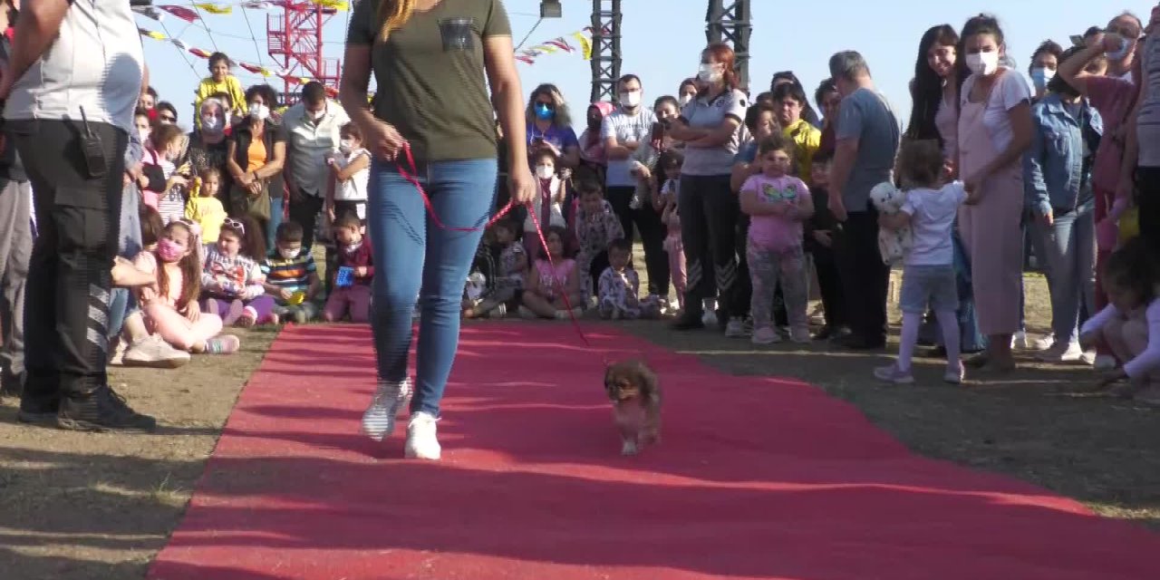 FESTPATİ BUCA'DA EN YETENEKLİ VE EN GÜZEL CAN DOSTLAR SEÇİLDİ