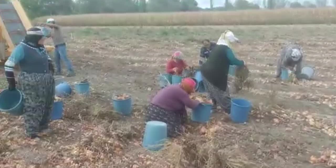 SOĞAN HASADI BAŞLADI AMA ÇİFTÇİ DE İŞÇİ DE FİYATLARDAN MEMNUN DEĞİL: "60 KURUŞA ALICI BULAMIYORUZ"