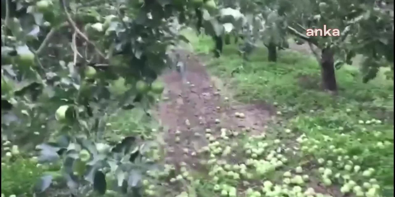 TOKAT'TA ÇİFTÇİ, SATILMAYAN ELMASINI DALINDAN YERE DÖKTÜ: "BUNUN BAŞKA ÇARESİ YOK. DİBE VURDU. ÇİFTÇİNİN DURUMU BU"