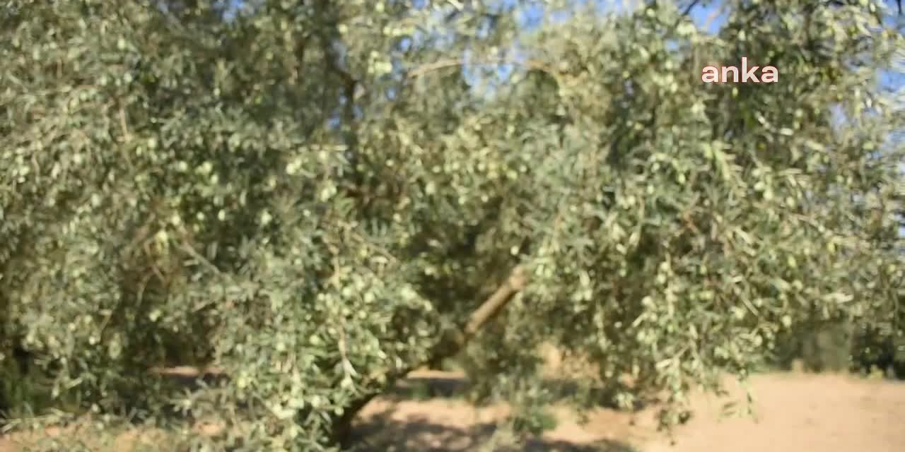 AYDIN’DAKİ ZEYTİNCİ“ÇAĞDAŞ KÖLELER HALİNE GELDİK”