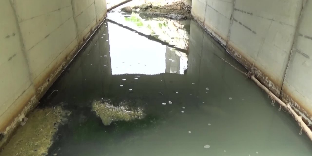 TEKİRDAĞ’DA BALIK ÖLÜMLERİ TEDİRGİN ETTİ