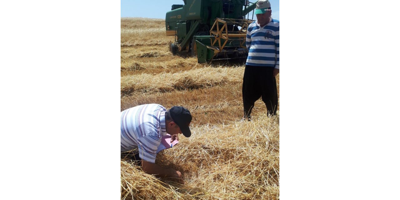 ADANALI ÜRETİCİ BUĞDAYDA 40 KURUŞ DESTEK İSTİYOR