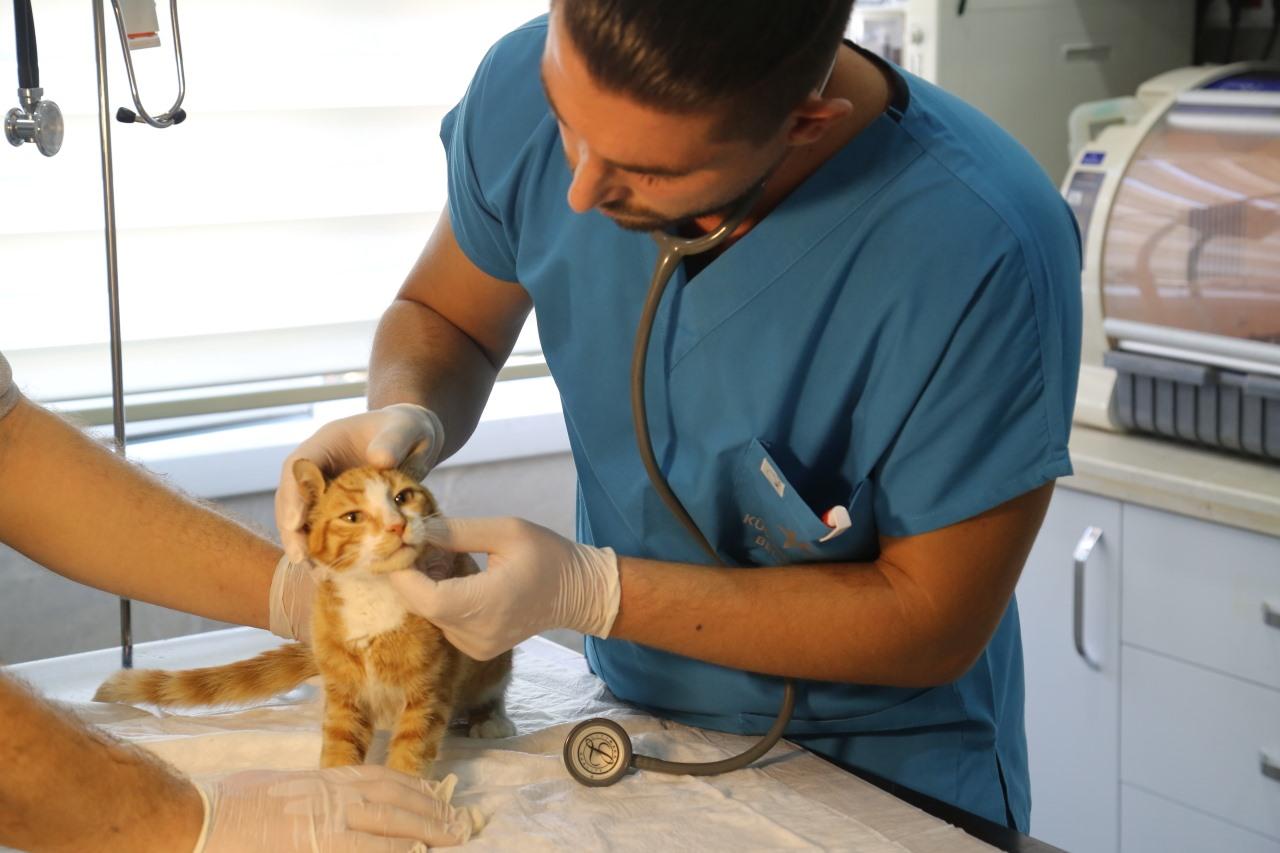YÜZDE 30 YAŞAM ŞANSI OLAN KEDİ, KÜÇÜKÇEKMECE REHABİLİTASYON MERKEZİNDE YAŞAMA TUTUNDU