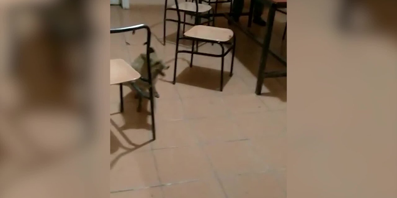 IĞDIR'DA AÇ KALAN TİLKİYİŞANTİYE İŞÇİLERİ BESLİYOR