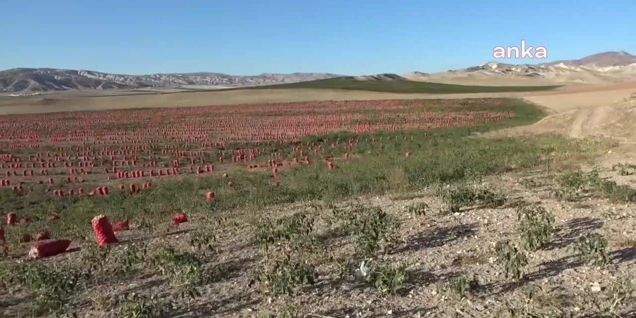 1 LİRAYA ÜRETTİĞİ SOĞANI 30 KURUŞA SATAN ÇİFTÇİ: "ARADAKİ FARKI NASIL ÖDEYECEĞİMİ BEN DE BİLMİYORUM. TRAKTÖRÜ SATACAĞIM"