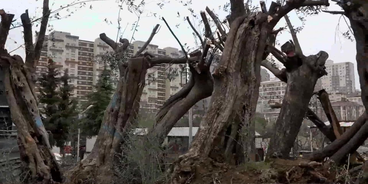 ESENYURT BELEDİYESİ, ASIRLIK ZEYTİN AĞAÇLARINI KESİLMEKTEN KURTARIP İLÇEYE KAZANDIRDI