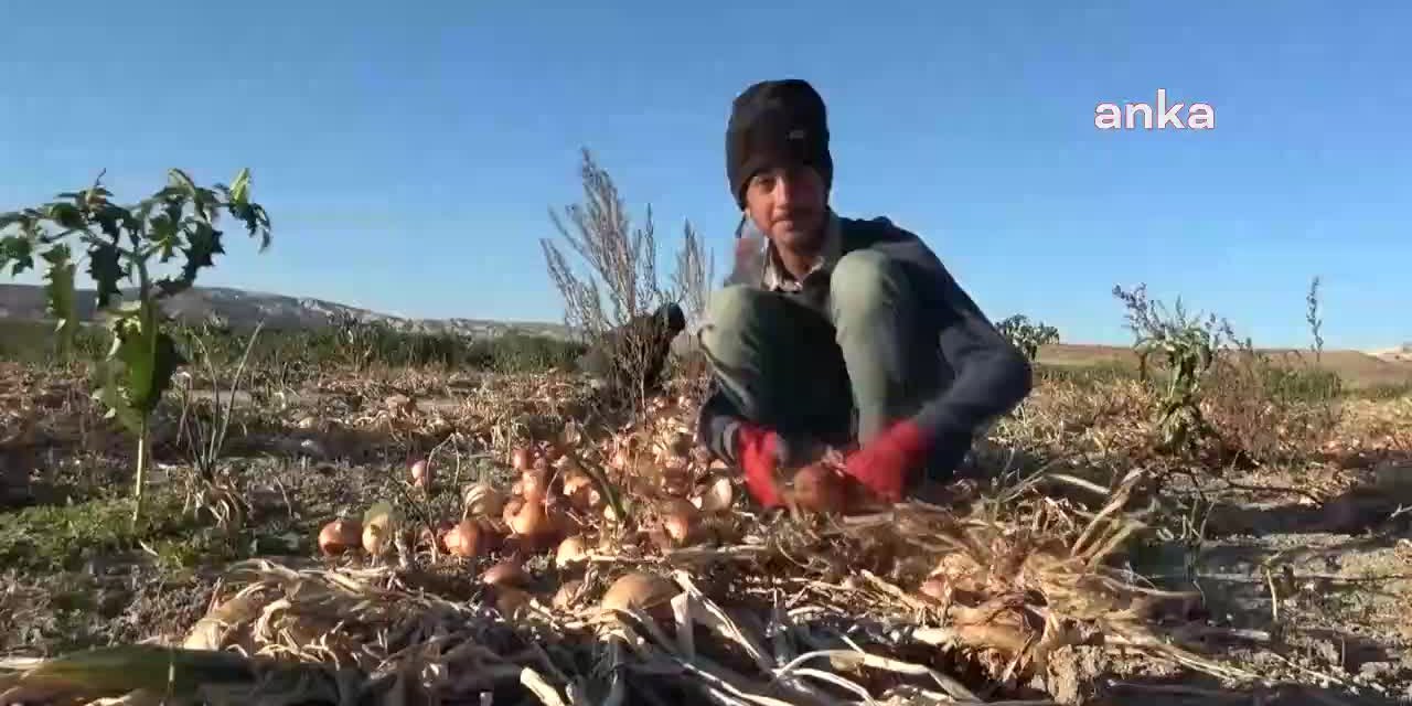 OKULDA KALEM TUTMASI GEREKEN ELLER TARLADA ÇUVALDIZ TUTUYOR