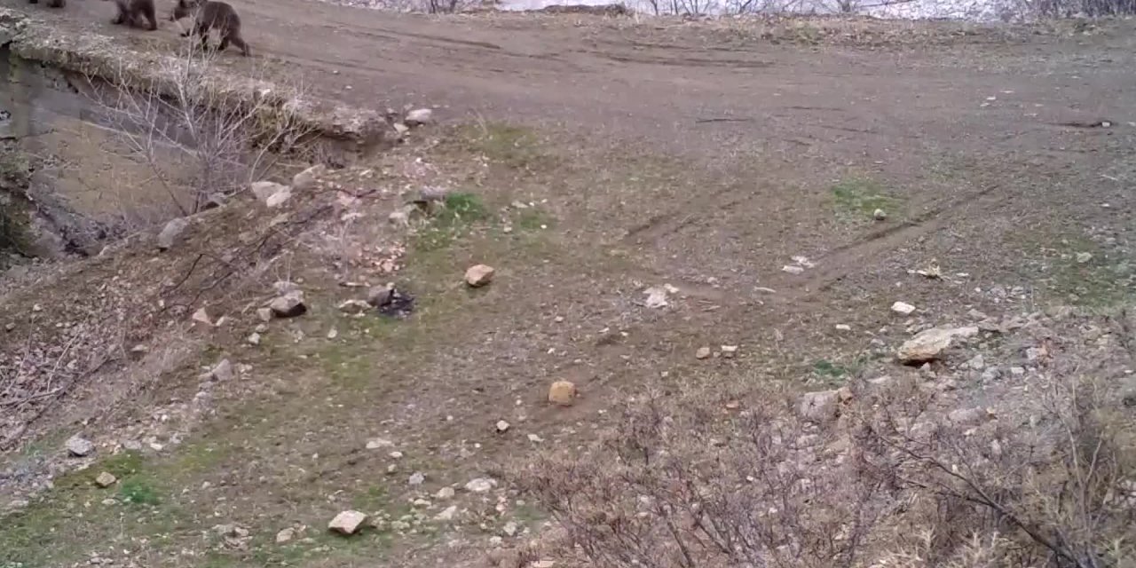 BİNGÖL’DEKİ YABAN HAYATI FOTOKAPANLA GÖRÜNTÜLENDİ