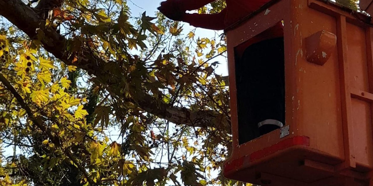 İZMİT BELEDİYESİ AĞAÇTA MAHSUR KALAN KEDİYİ KURTARDI