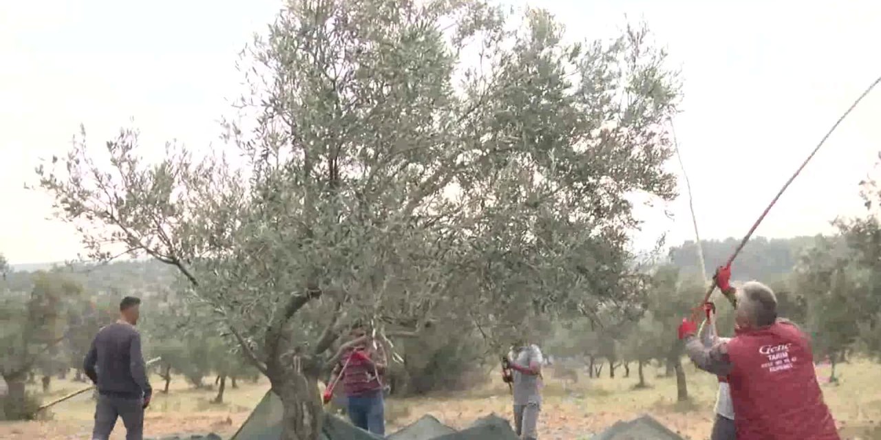 EDREMİT BELEDİYESİ ZEYTİN HASADINA BAŞLADI