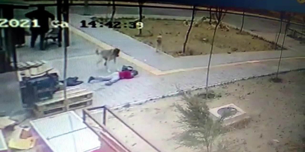 KÜÇÜK ÇOCUK SOKAK KÖPEĞİNİN SALDIRISINDAN KURTULDU
