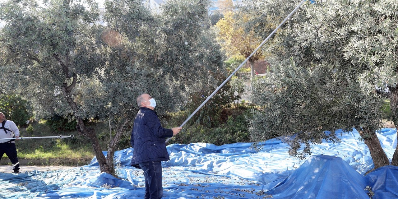 MUDANYA'DA “TOPRAKTAN HALKA” ZEYTİN HASADI BAŞLADI