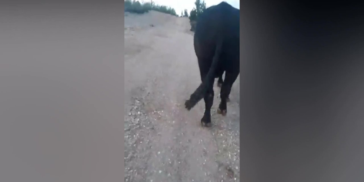 900 KİLOLUK BOĞA USTASINI HASTENELİK ETTİ