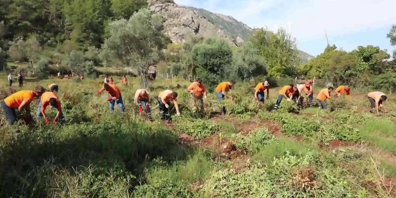 MARMARİS'TE İKİNCİ YER FISTIĞI HASADI