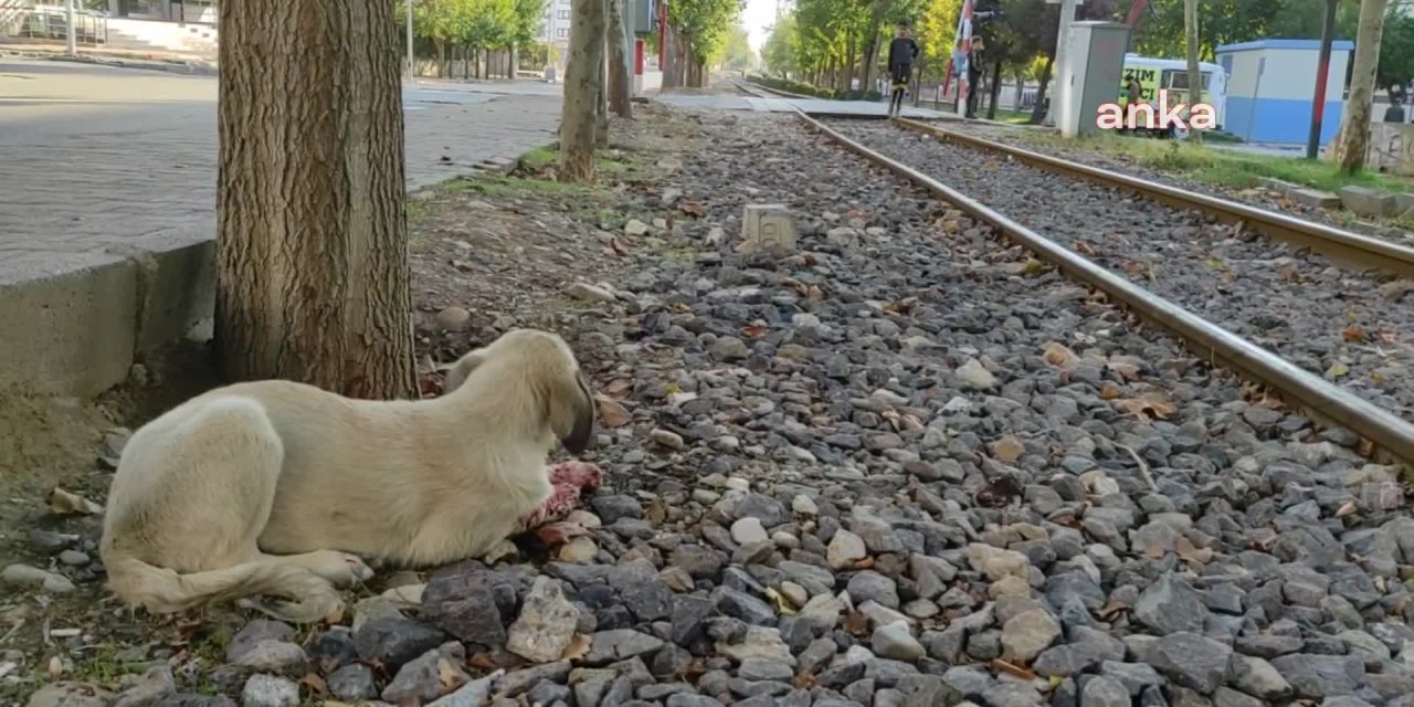 ARABANIN EZDİĞİ YAVRU KÖPEĞİN BAŞINDA BEKLEDİLER