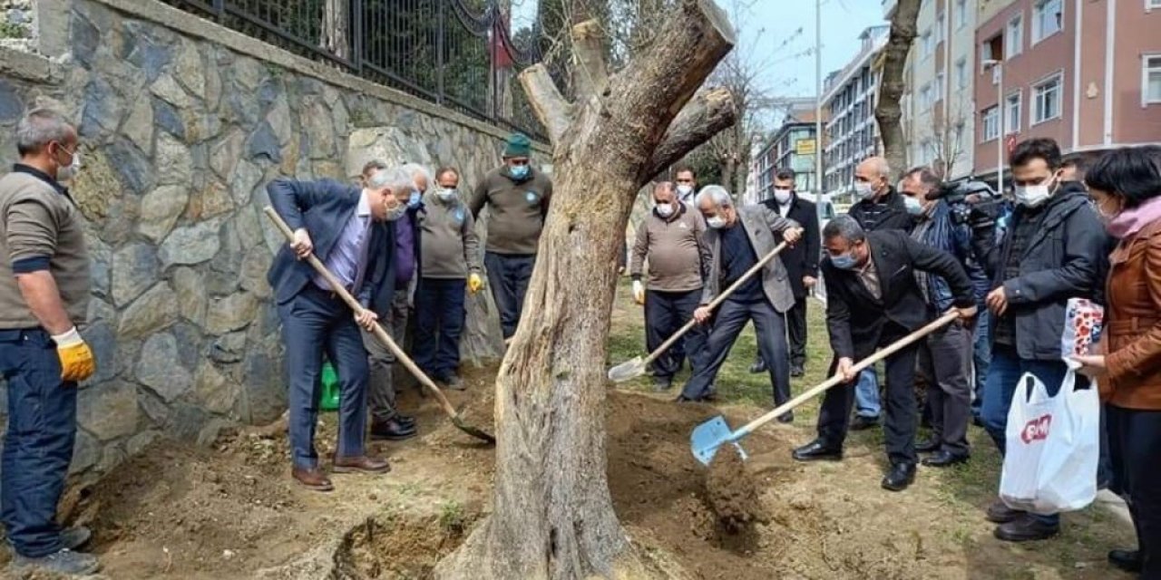 TÜNEL İNŞAATINDAN KURTARILAN ASIRLIK ZEYTİN AĞAÇLARI İSTANBUL'DA HAYAT BULDU