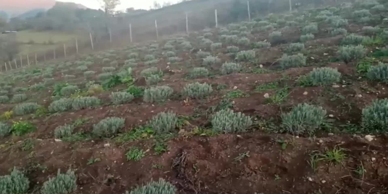 KADIN KOOPERATİFİ ARDANUÇ'TA BOŞ ARAZİLERE LAVANTA EKTİ