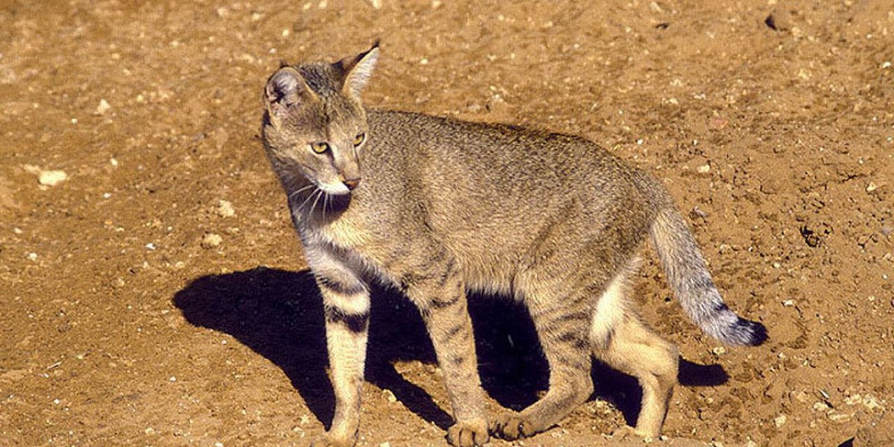 TEHLİKE ALTINDAKİ SAZ KEDİLERİ KORUNUYOR