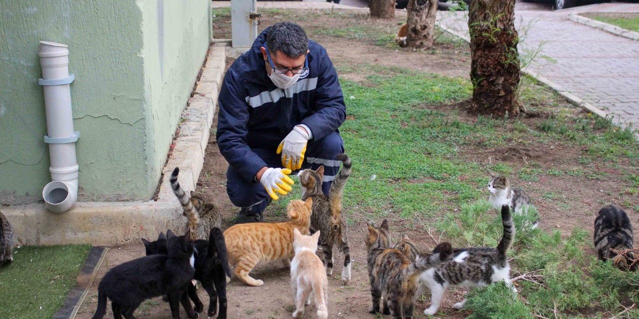 KARŞIYAKA’DA BU YIL 5 BİN SOKAK HAYVANI KISIRLAŞTIRILDI