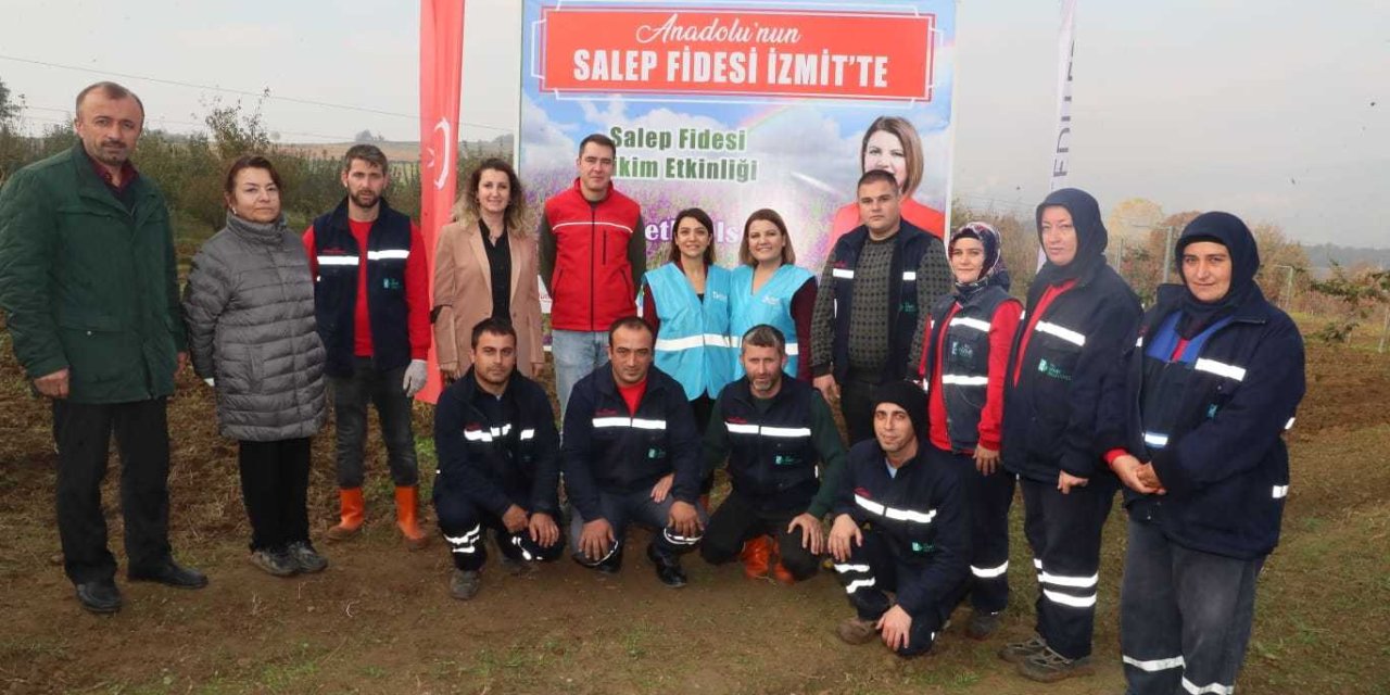 İZMİT BELEDİYESİ 500 METREKARELİK ALANA SALEP FİDESİ DİKTİ