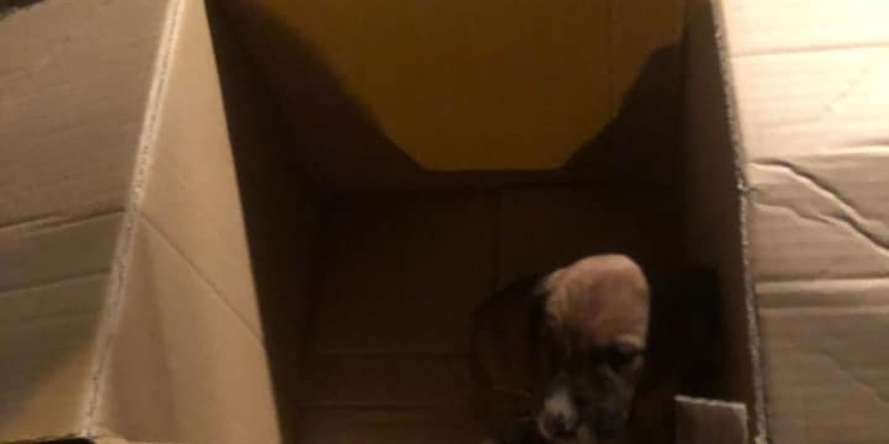 YAVRU KÖPEĞİ KOLİYE KOYUP ÇÖPE ATTILAR