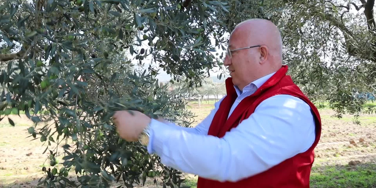 MENTEŞE BELEDİYESİ ZEYTİN HASADINA BAŞLADI