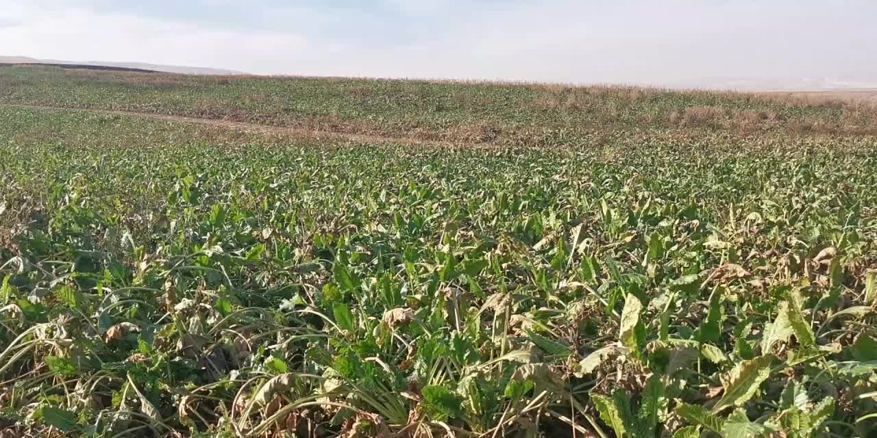 ŞEKERE GELEN ZAM, TÜKETİCİYİ MAĞDUR ETTİ. TARLADAKİ ÜRETİCİ İSE "HERKES BEDAVA YEMEK İSTİYOR” DEDİ