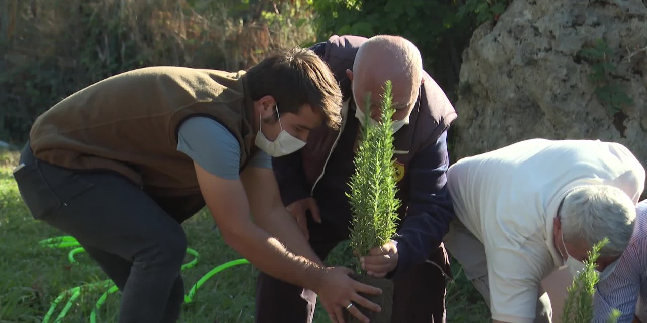 ANTALYA'DA ALZHEİMER HASTALARI TIBBİ AROMATİK BİTKİ İLE İYİLEŞECEK