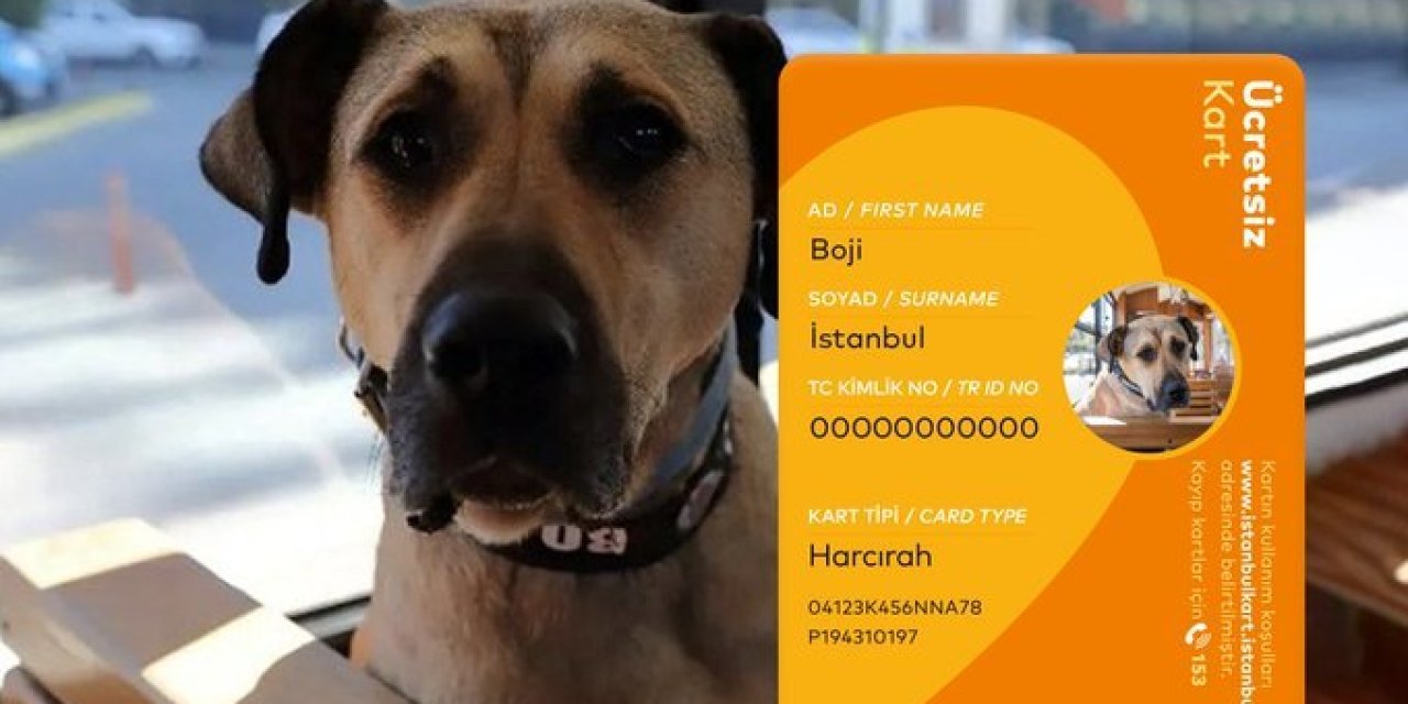 GEZGİN KÖPEK BOJİ ADINA İSTANBULKART ÇIKARILDI