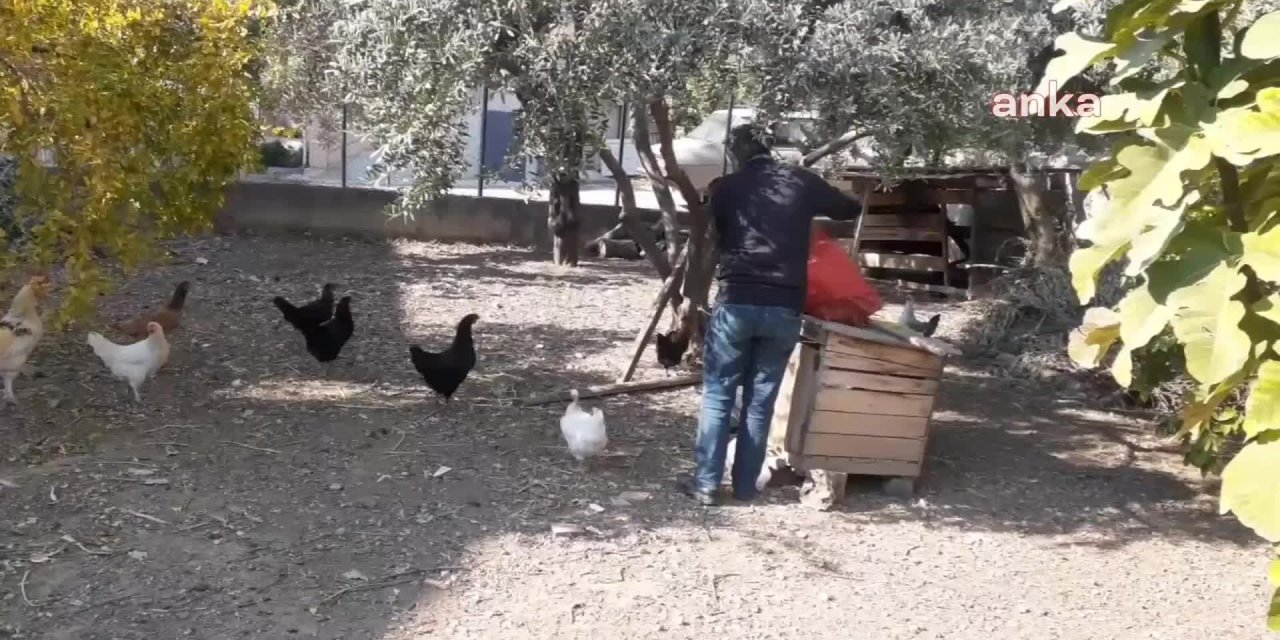 TAVUKLAR YEŞİL YUMURTLADI