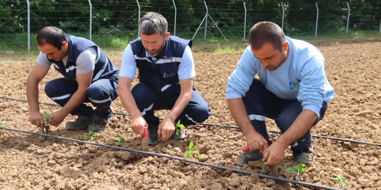 İZMİT BELEDİYESİ'NİN TARIMSAL ÜRETİM BAHÇESİ’NDE YAZLIK FİDELER DİKİLDİ