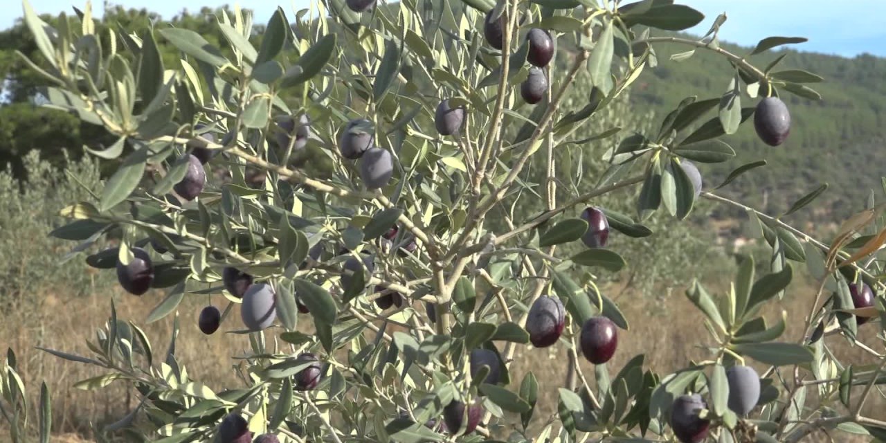 BUCA’NIN ZEYTİNLİKLERİNDEN ÖĞRENCİLERE BURS