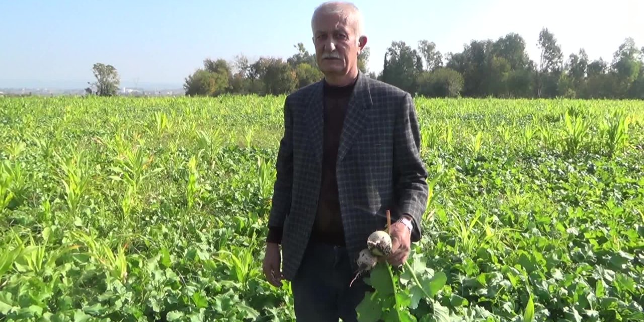 'TURP DİYARINDA' TURP TARLADA KALDI