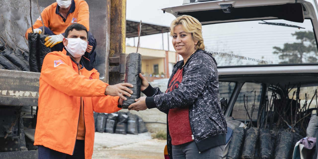 MERSİN BÜYÜKŞEHİR’DEN 638 ÜRETİCİYE 19 BİN 690 CEVİZ FİDANI
