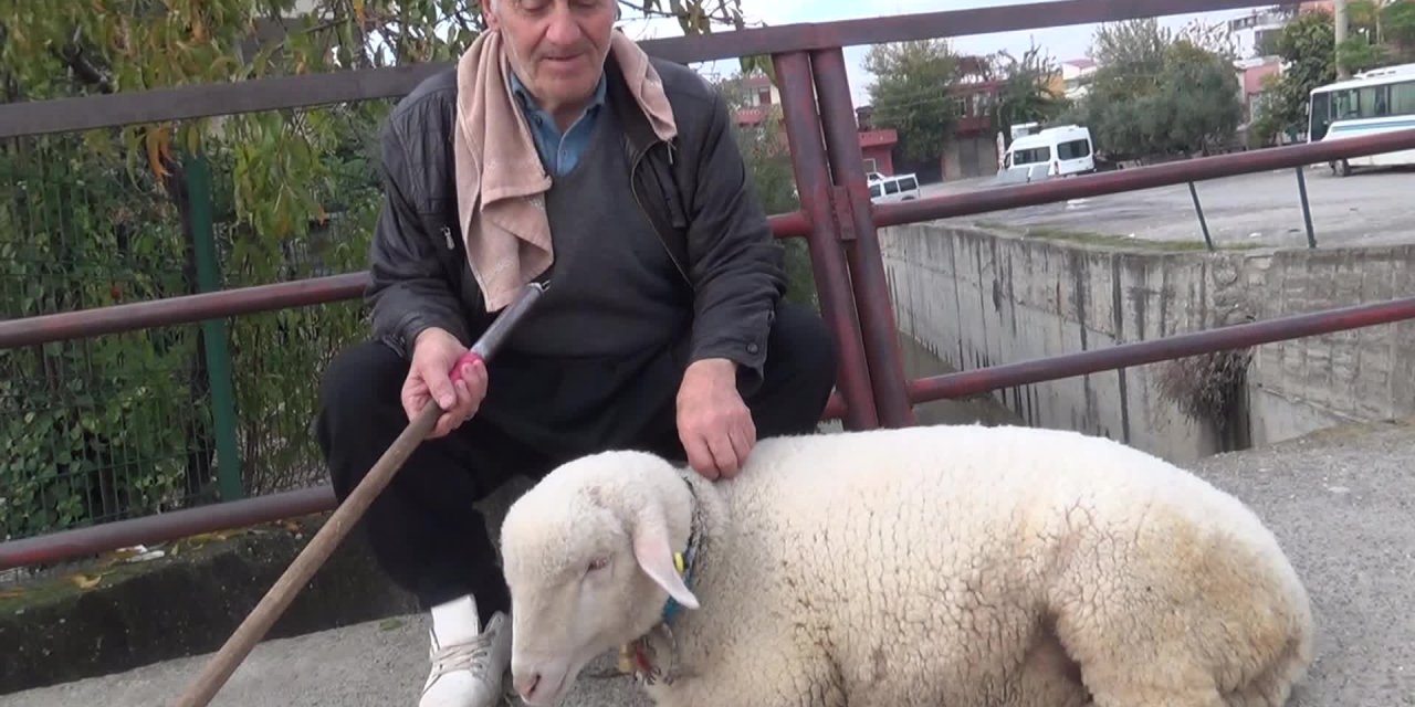 BİBERONLA BESLEYİP BÜYÜTTÜĞÜ KOYUN PEŞİNDEN AYRILMIYOR