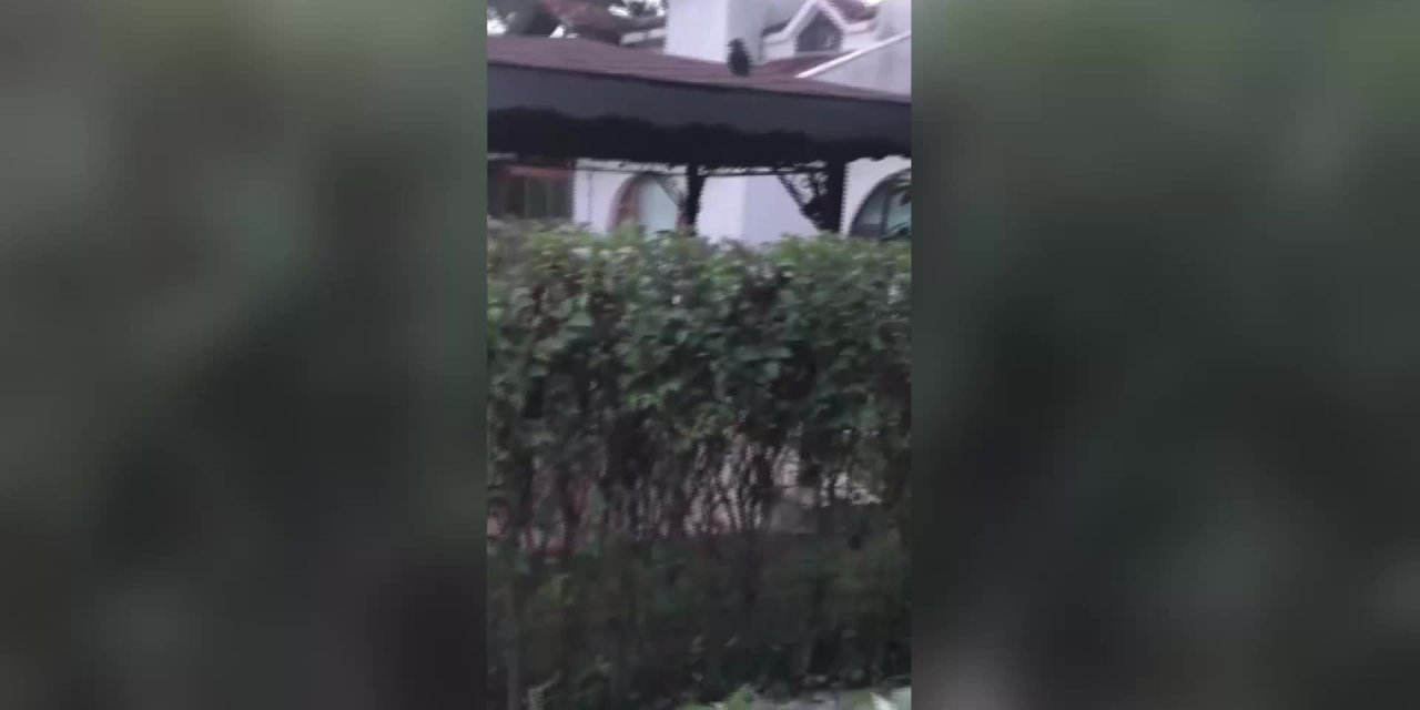 KARGA, YARALIYKEN KENDİSİNİ KURTARAN KİŞİYE 5 SENE SONRA GERİ DÖNDÜ