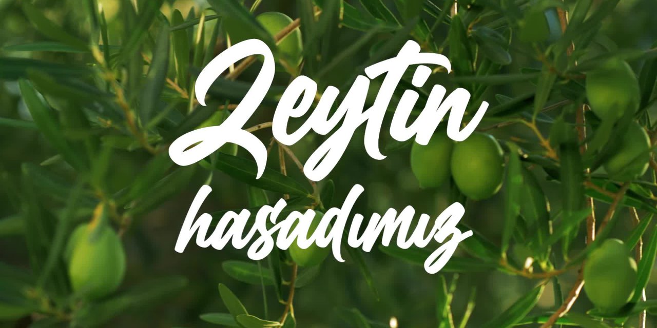 HATAY BÜYÜKŞEHİR'DEN VATANDAŞLARA ÜCRETSİZ ZEYTİNYAĞI