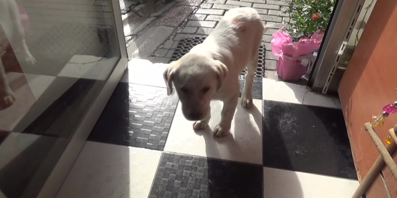 VETERİNER KÖŞKER: "PİYASADA 1 YILDIR KEDİ VE KÖPEK AŞISI YOK"