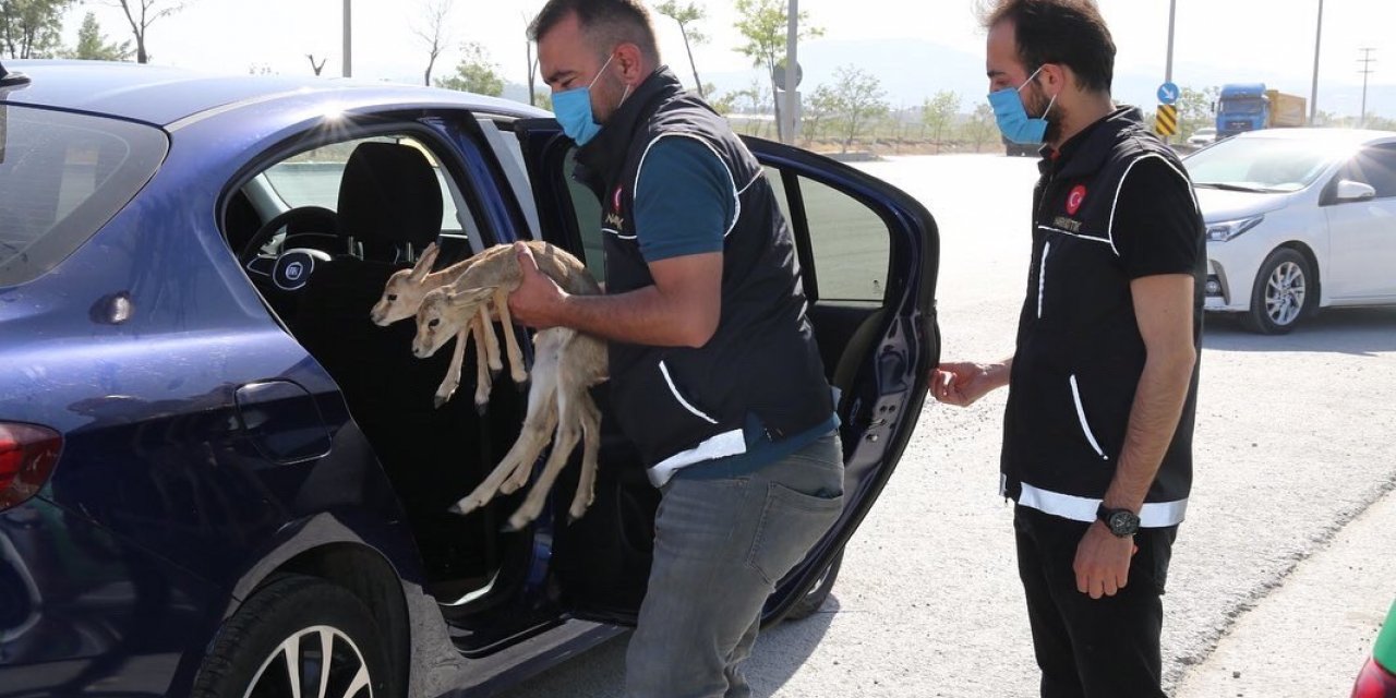 UYUŞTURUCU OPERASYONUNDA DURDURULAN ARAÇTA İKİ CEYLAN YAVRUSU BULUNDU