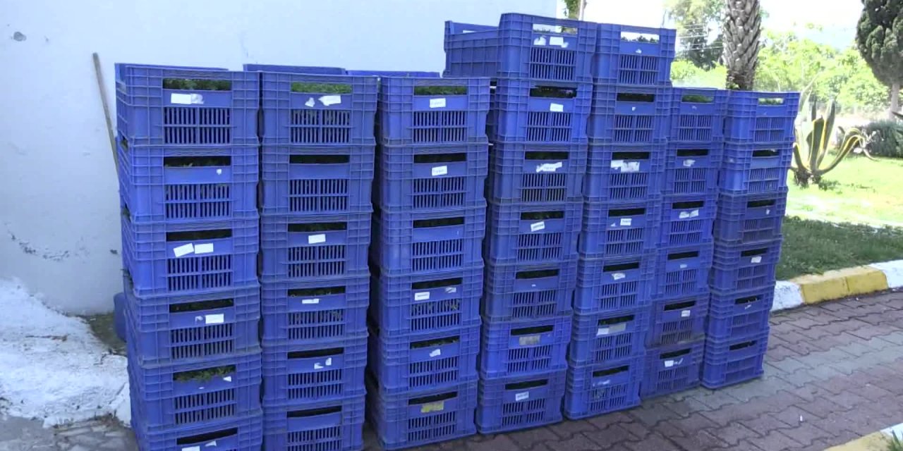 ANTALYA'DA MAHALLELER ÇİCEK AÇACAK