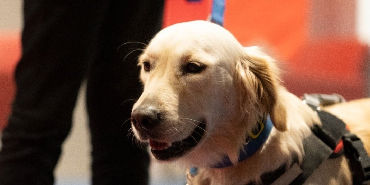 İZMİR'DE ENGELSİZ YAŞAM İÇİN TOPLU ULAŞIMA REHBER KÖPEKLER GELİYOR