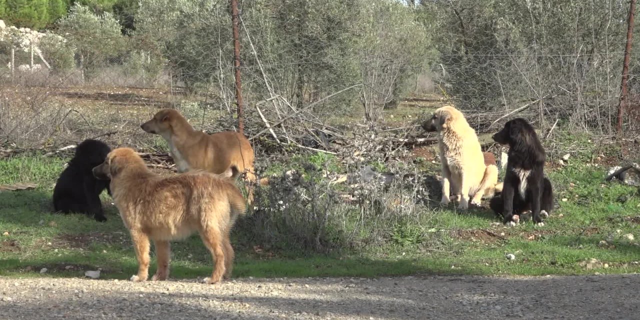 BUCA’DA KIRSALDAKİ CAN DOSTLARINA MAMA DESTEĞİ